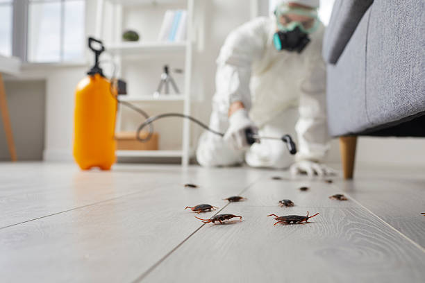 Commercial Kitchen Cockroach Control in Pontoon Beach